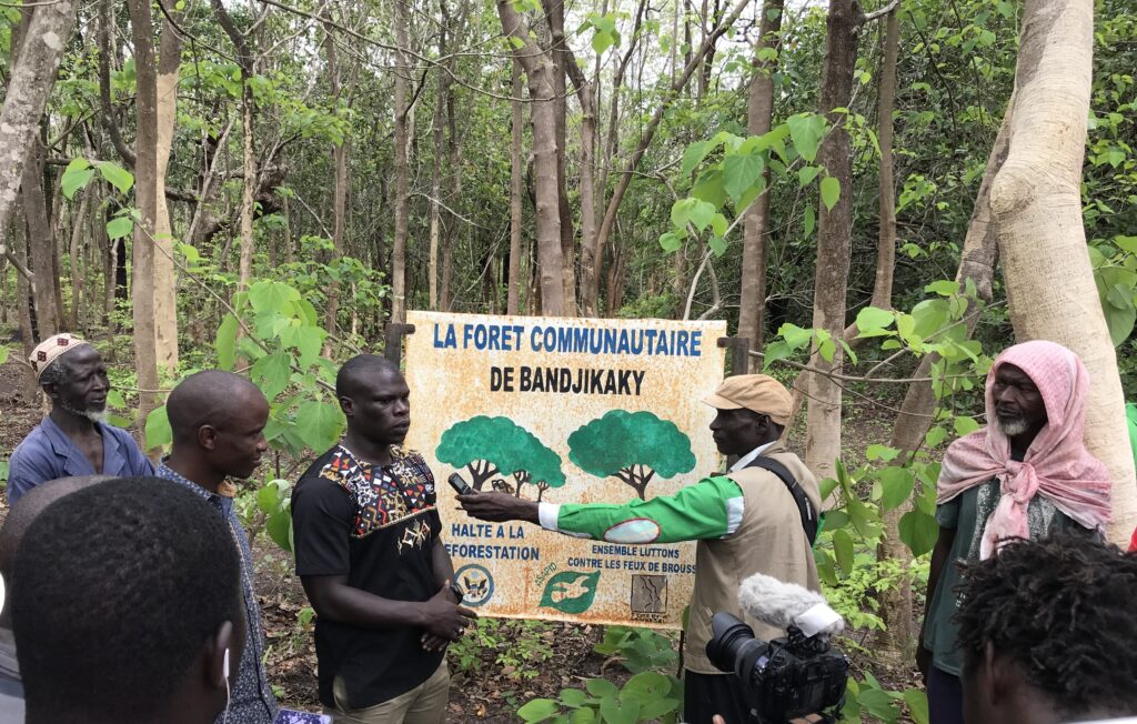 Forêt replantée